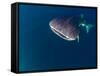 Djibouti, Bay of Tadjourah, A Whale Shark Swims Near the Surface in the Bay of Tadjourah-Fergus Kennedy-Framed Stretched Canvas