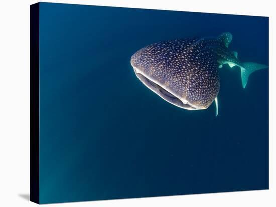 Djibouti, Bay of Tadjourah, A Whale Shark Swims Near the Surface in the Bay of Tadjourah-Fergus Kennedy-Stretched Canvas