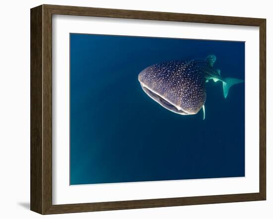 Djibouti, Bay of Tadjourah, A Whale Shark Swims Near the Surface in the Bay of Tadjourah-Fergus Kennedy-Framed Photographic Print