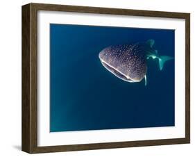 Djibouti, Bay of Tadjourah, A Whale Shark Swims Near the Surface in the Bay of Tadjourah-Fergus Kennedy-Framed Photographic Print