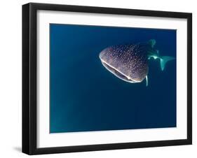 Djibouti, Bay of Tadjourah, A Whale Shark Swims Near the Surface in the Bay of Tadjourah-Fergus Kennedy-Framed Photographic Print