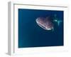 Djibouti, Bay of Tadjourah, A Whale Shark Swims Near the Surface in the Bay of Tadjourah-Fergus Kennedy-Framed Photographic Print