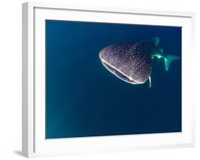 Djibouti, Bay of Tadjourah, A Whale Shark Swims Near the Surface in the Bay of Tadjourah-Fergus Kennedy-Framed Photographic Print