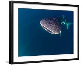 Djibouti, Bay of Tadjourah, A Whale Shark Swims Near the Surface in the Bay of Tadjourah-Fergus Kennedy-Framed Photographic Print