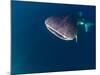 Djibouti, Bay of Tadjourah, A Whale Shark Swims Near the Surface in the Bay of Tadjourah-Fergus Kennedy-Mounted Photographic Print