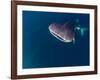 Djibouti, Bay of Tadjourah, A Whale Shark Swims Near the Surface in the Bay of Tadjourah-Fergus Kennedy-Framed Photographic Print