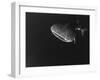 Djibouti, Bay of Tadjourah, A Whale Shark Swims Near the Surface in the Bay of Tadjourah-Fergus Kennedy-Framed Premium Photographic Print