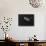 Djibouti, Bay of Tadjourah, A Whale Shark Swims Near the Surface in the Bay of Tadjourah-Fergus Kennedy-Photographic Print displayed on a wall