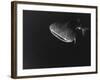 Djibouti, Bay of Tadjourah, A Whale Shark Swims Near the Surface in the Bay of Tadjourah-Fergus Kennedy-Framed Photographic Print