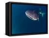 Djibouti, Bay of Tadjourah, A Whale Shark Swims Near the Surface in the Bay of Tadjourah-Fergus Kennedy-Framed Stretched Canvas