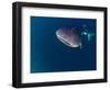 Djibouti, Bay of Tadjourah, A Whale Shark Swims Near the Surface in the Bay of Tadjourah-Fergus Kennedy-Framed Photographic Print