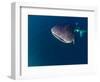 Djibouti, Bay of Tadjourah, A Whale Shark Swims Near the Surface in the Bay of Tadjourah-Fergus Kennedy-Framed Photographic Print