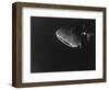 Djibouti, Bay of Tadjourah, A Whale Shark Swims Near the Surface in the Bay of Tadjourah-Fergus Kennedy-Framed Photographic Print