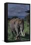 Canvas Black