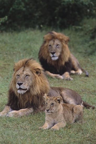 Premium Photographic Print, , large