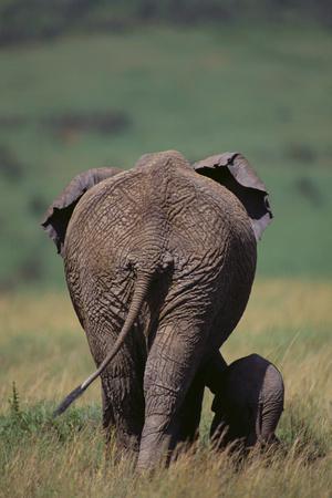 African Elephant Walking with Young