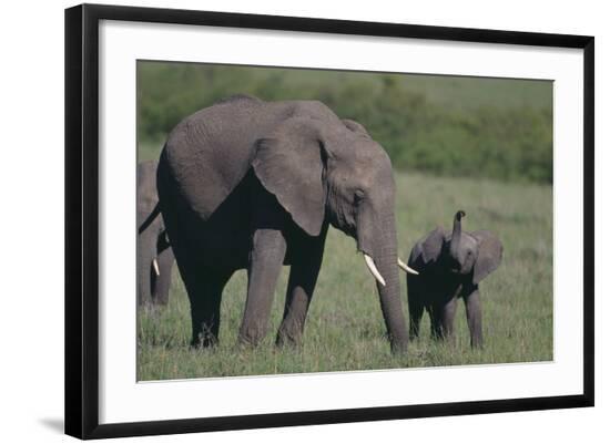 Photographic Print, , large