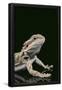 Essential Black
