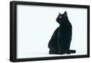 Essential Black