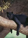 Black Panther Sitting on Tree Branch-DLILLC-Photographic Print