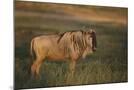 Wood Mount