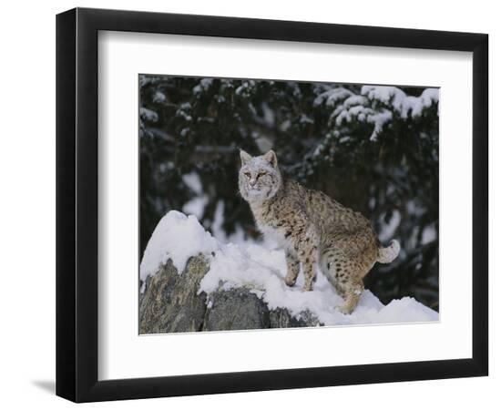Premium Photographic Print, , large