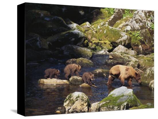 Stretched Canvas Print, , large