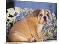 Wood Mount