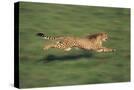 Stretched Canvas