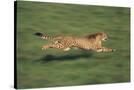 Stretched Canvas