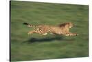 Stretched Canvas