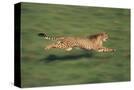 Stretched Canvas