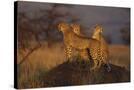Stretched Canvas