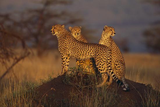 Photographic Print, , large