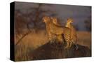 Stretched Canvas