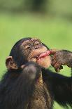Grinning Chimpanzee-DLILLC-Photographic Print