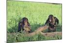 Wood Mount