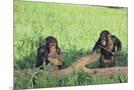 Wood Mount