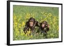 Chelsea Black