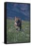 Canvas Black
