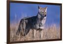 Gramercy Espresso