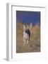 Chelsea White