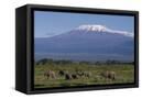Canvas Black