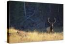 Stretched Canvas