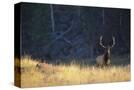 Stretched Canvas
