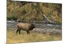 Wood Mount
