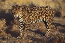 Laminate