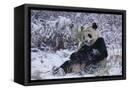 Canvas Black