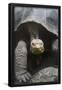 Essential Black