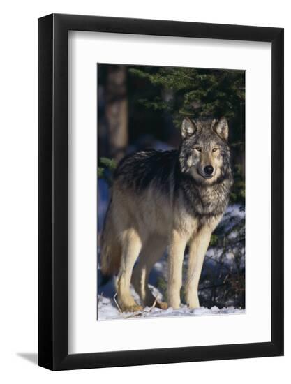 Photographic Print, , large